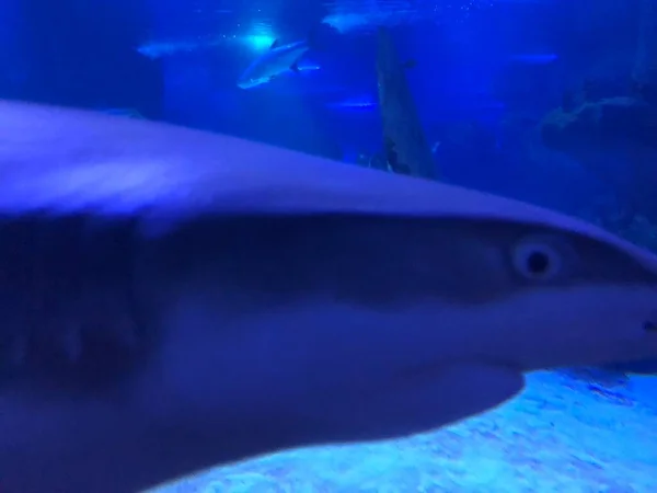 Большая Акула Аквариуме — стоковое фото