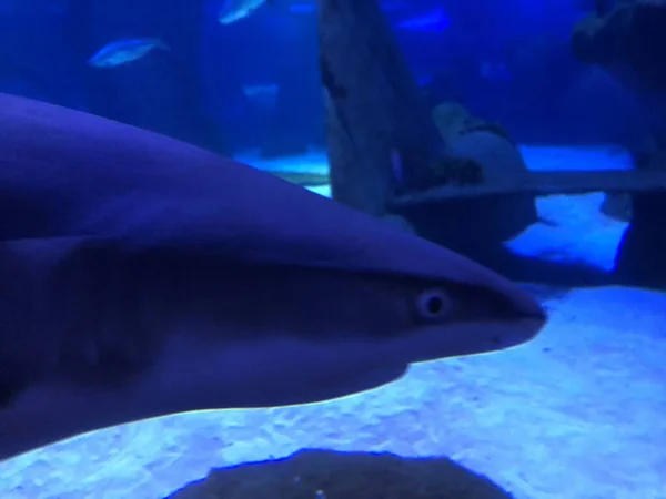 水族館で大きなサメ — ストック写真