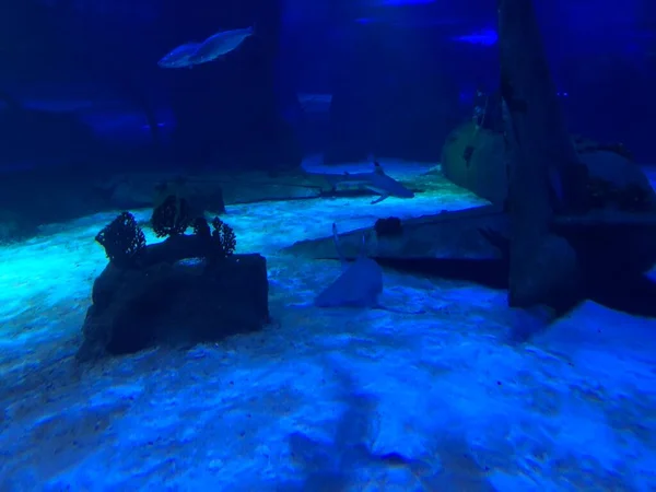 水族館で大きなサメ — ストック写真