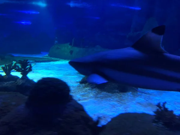 在水族馆的大鲨鱼 — 图库照片