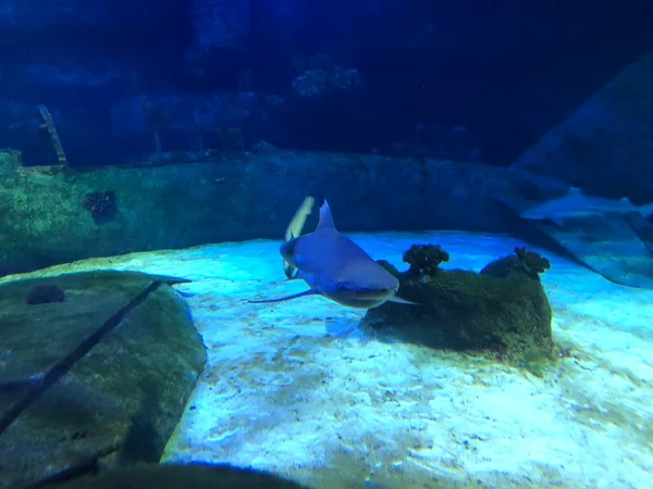 Grote Haai Aquarium — Stockfoto