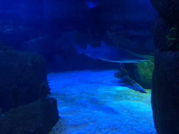 Grand Requin Dans Aquarium — Photo