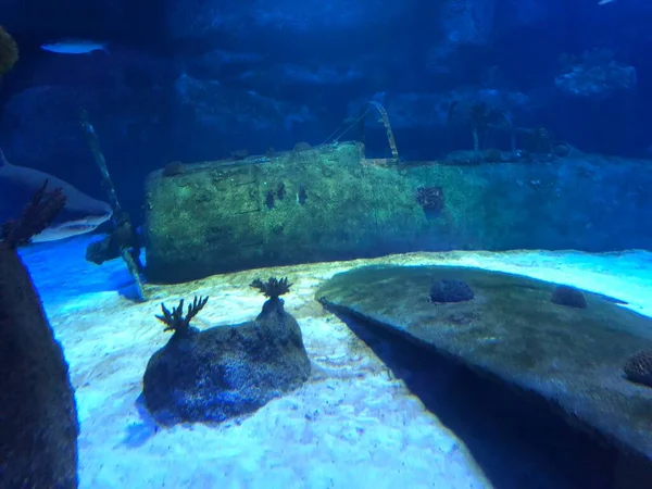 Große Haie Aquarium — Stockfoto