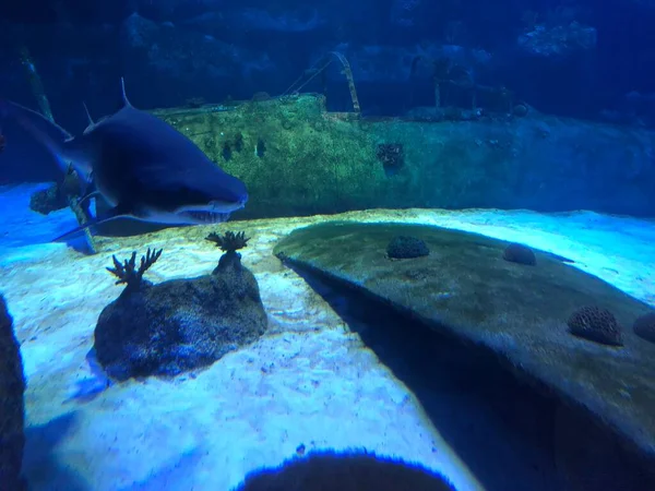 Nagy Cápa Akváriumban — Stock Fotó