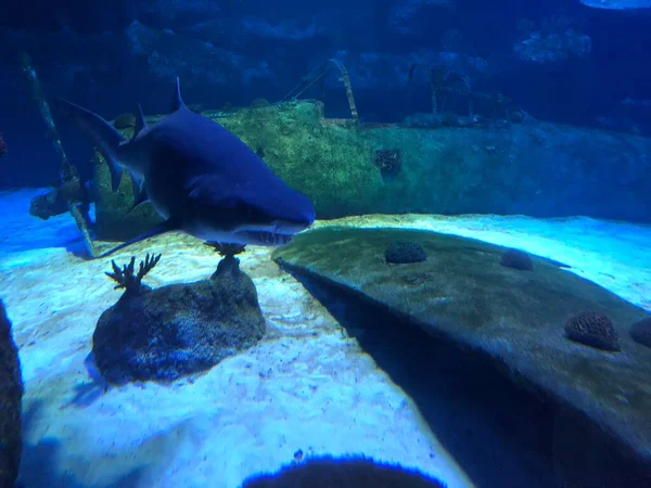 Akvaryum Büyük Köpekbalığı — Stok fotoğraf