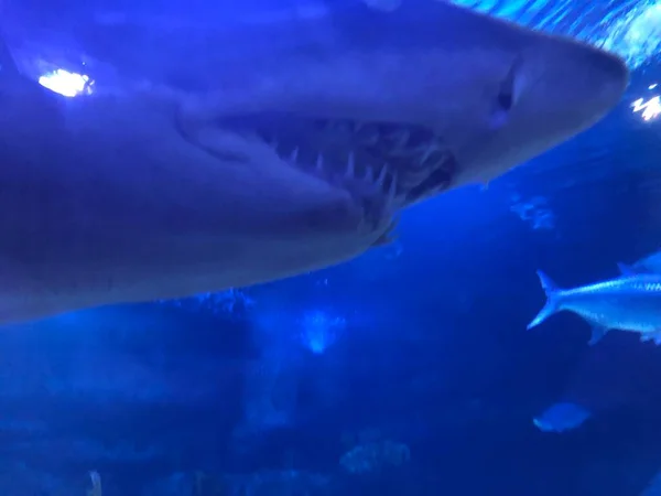 Big Shark Aquarium — Stock Photo, Image