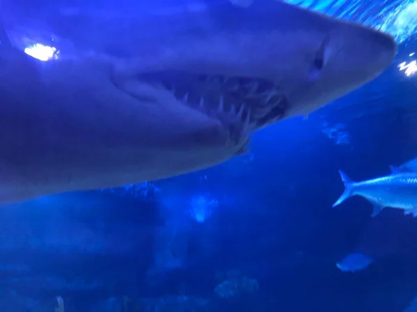 Grand Requin Dans Aquarium — Photo