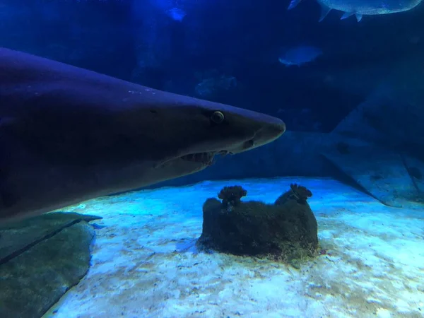 水族館で大きなサメ — ストック写真