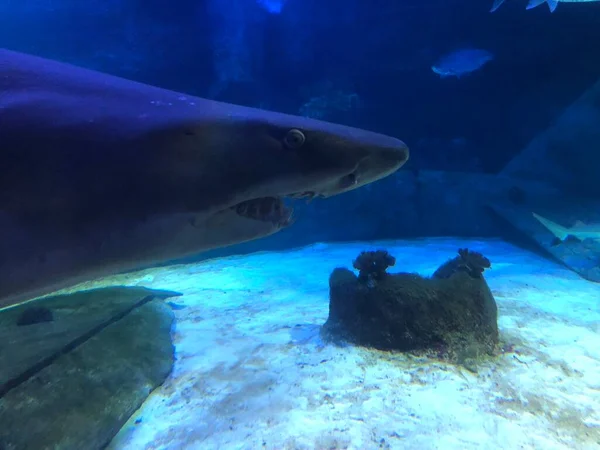 Grand Requin Dans Aquarium — Photo