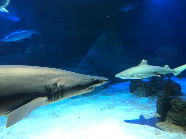 Big Shark Aquarium — Stock Photo, Image