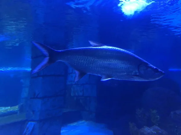 Big Blue Fish Swimming Aquarium — Foto de Stock