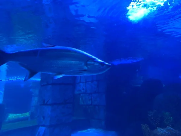 big blue fish swimming in aquarium