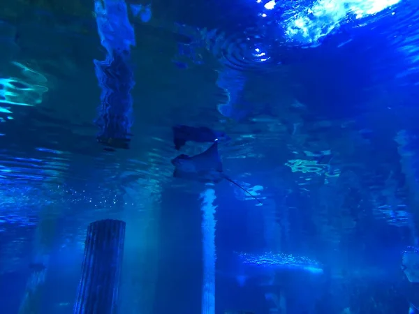 Manta Ray Stingray Water — стоковое фото