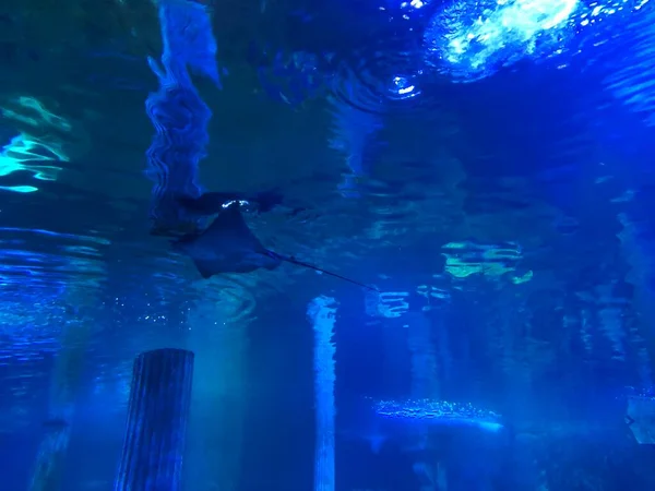 Manta Ray Stingray Water — Fotografia de Stock