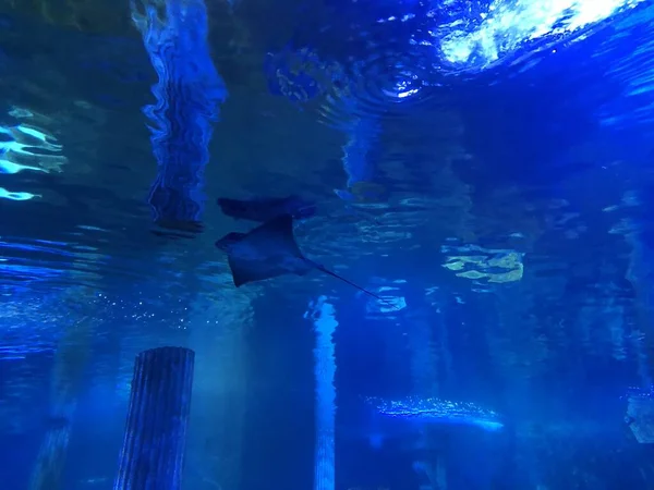 Manta Ray Stingray Water — Fotografia de Stock