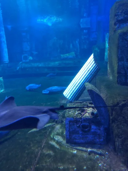 Manta Ray Stingray Water — Foto de Stock