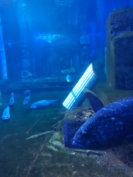 Big Blue Fish Swimming Aquarium — Stok fotoğraf
