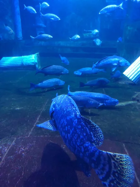 big blue fish swimming in aquarium