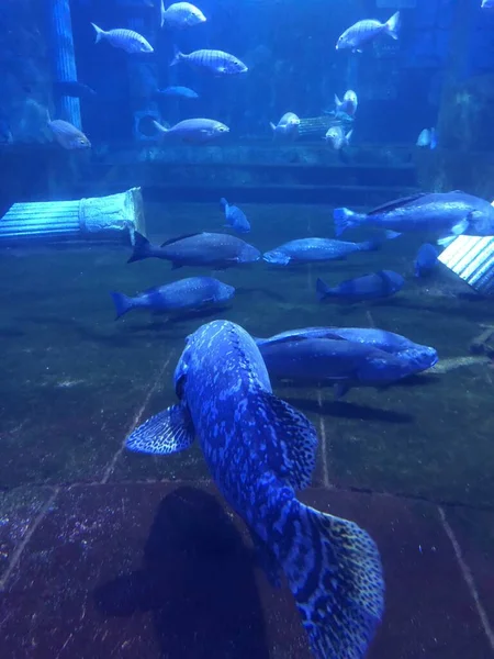 big blue fish swimming in aquarium