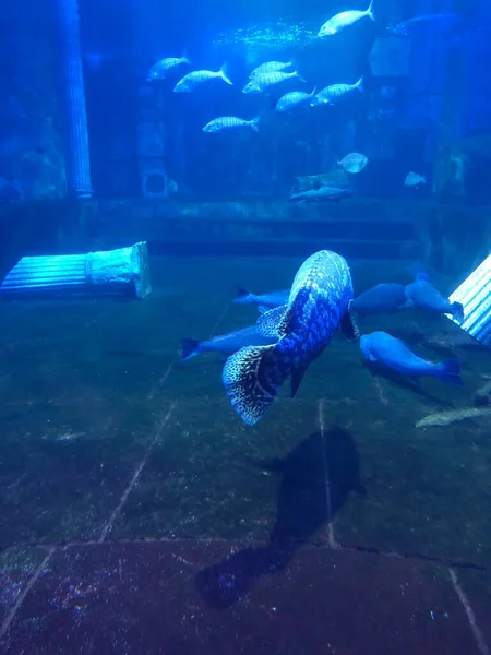 big blue fish swimming in aquarium