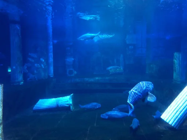 Big Blue Fish Swimming Aquarium — Stock Fotó