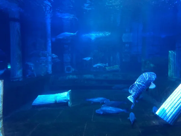 Big Blue Fish Swimming Aquarium — 图库照片