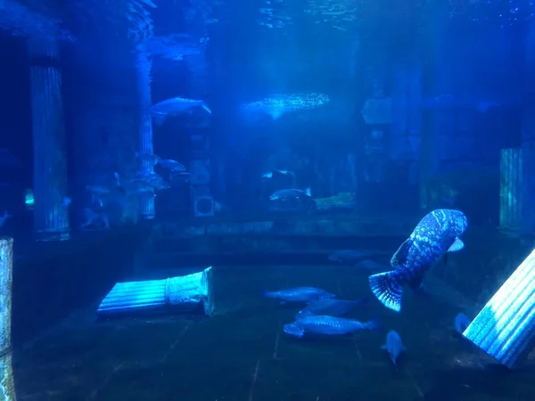 Big Blue Fish Swimming Aquarium — Stok fotoğraf