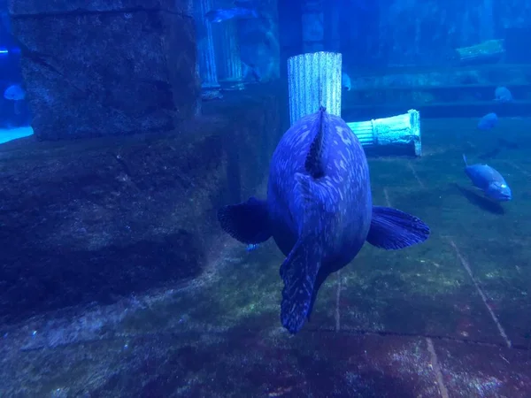 big blue fish swimming in aquarium