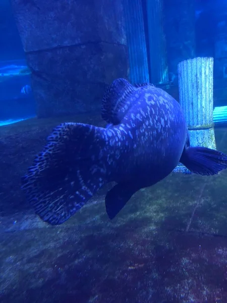 Big Blue Fish Swimming Aquarium — Foto de Stock
