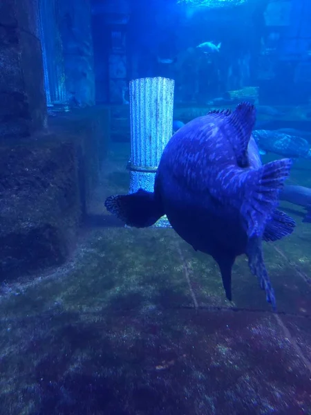 big blue fish swimming in aquarium