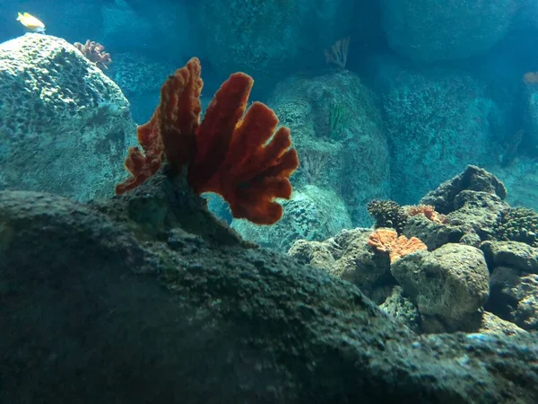Various Corals Aquarium —  Fotos de Stock