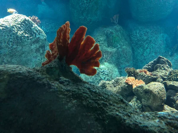 Various Corals Aquarium — Stockfoto