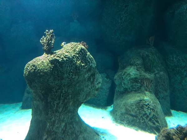 Various Corals Aquarium — Foto de Stock