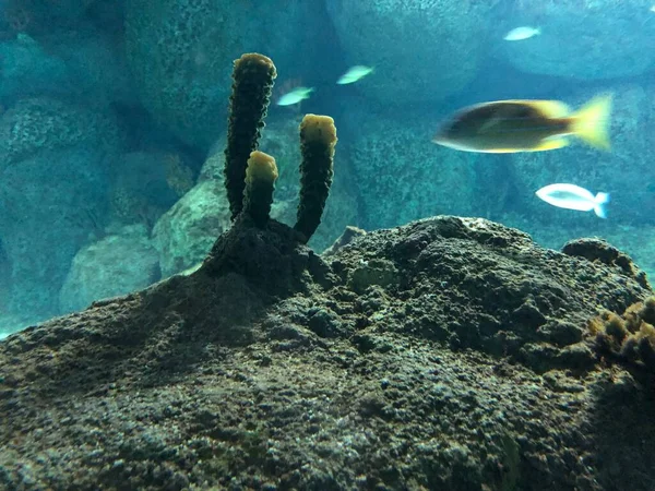 Various Corals Aquarium —  Fotos de Stock
