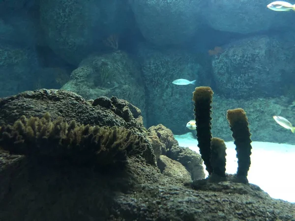 Różne Korale Akwarium — Zdjęcie stockowe
