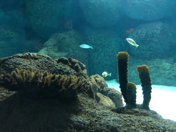 Various Corals Aquarium — стоковое фото