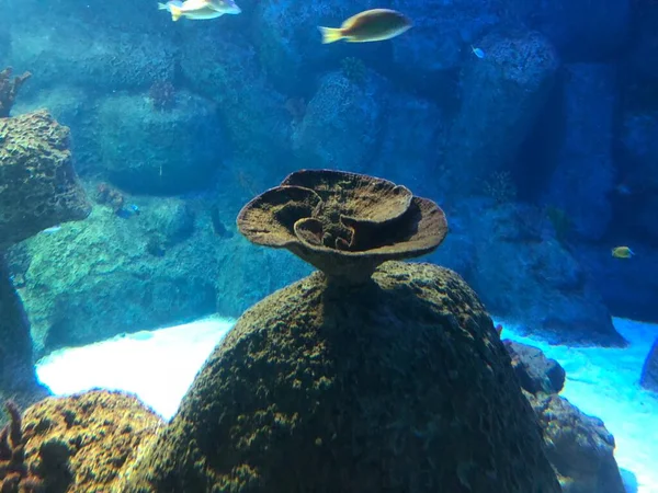 Various Corals Aquarium — Fotografia de Stock