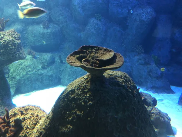 Various Corals Aquarium — ストック写真