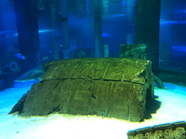 Manta Ray Stingray Water — Stock Fotó