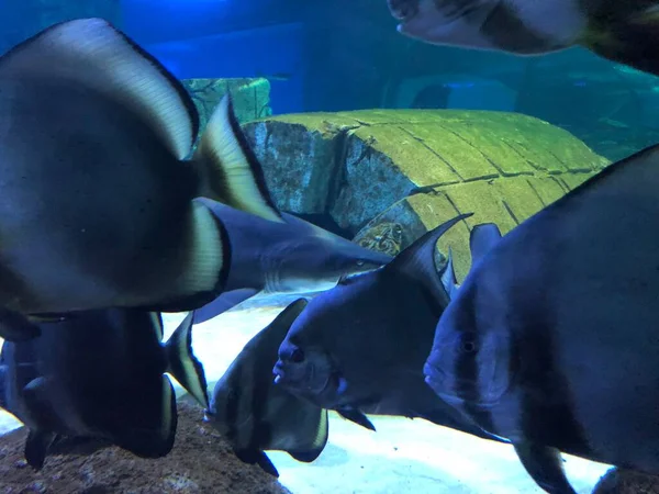 Tiburón Grande Acuario — Foto de Stock