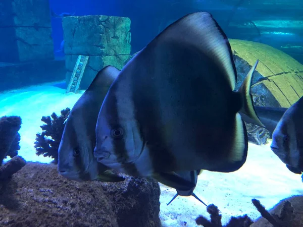 Teira Batfish Platax Teira — Stockfoto