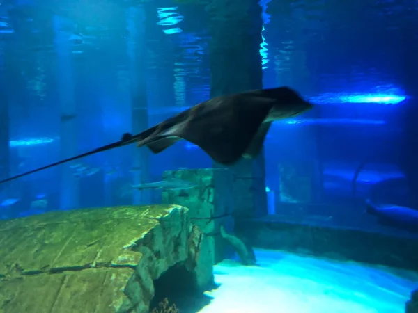 Manta Ray Stingray Water — Stock Photo, Image