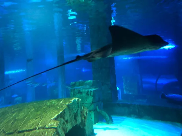 Manta Ray Stingray Water — Stock Photo, Image