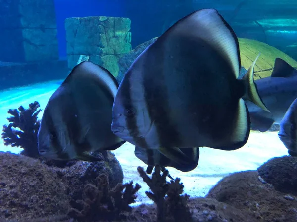 Teira Batfish Platax Teira — Stockfoto