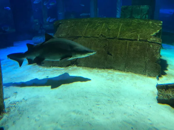 Große Haie Aquarium — Stockfoto