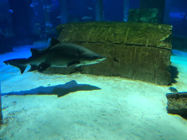 Wielki Rekin Akwarium — Zdjęcie stockowe