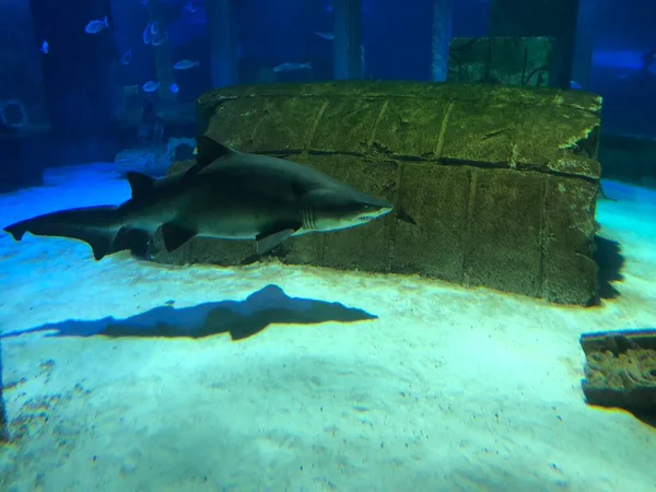 Tiburón Grande Acuario — Foto de Stock