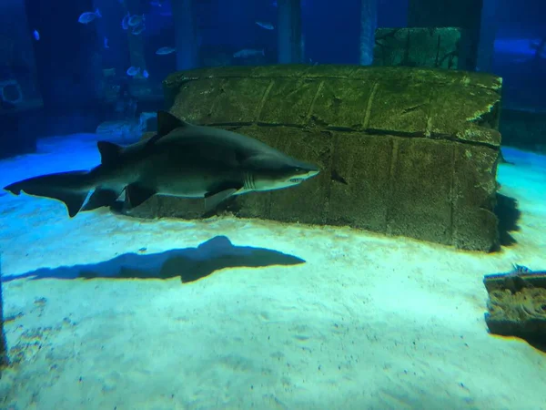 在水族馆的大鲨鱼 — 图库照片
