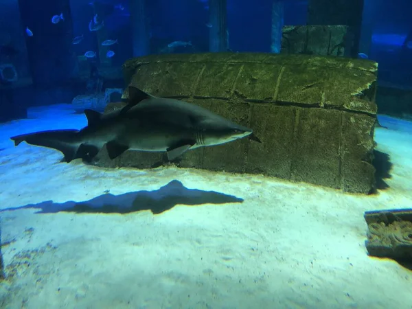 Große Haie Aquarium — Stockfoto