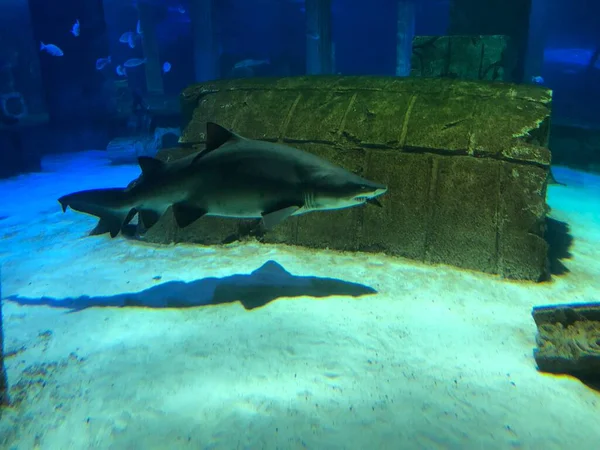 Grote Haai Aquarium — Stockfoto